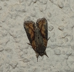 Bryophila raptricula