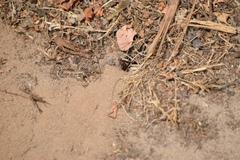 Chrysidoidea