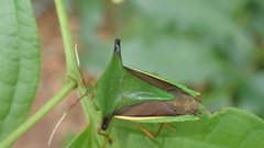 Edessa elaphus