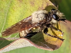 Laphria champlainii