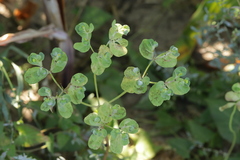 Podosphaera euphorbiae