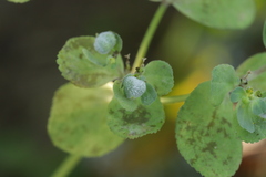 Podosphaera euphorbiae