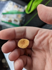 Lactarius subserifluus