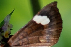 Emesis saturata