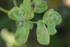 Podosphaera euphorbiae