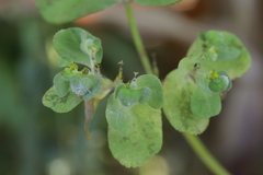 Podosphaera euphorbiae