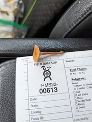 Lactarius subserifluus