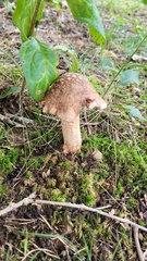 Amanita brunneolocularis