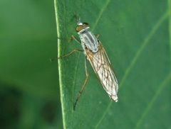 Cliorismia