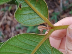 Myrcia fenzliana
