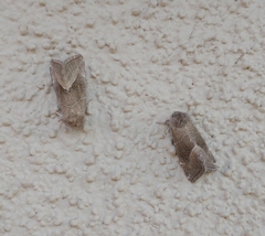 Plagiomimicus spumosum