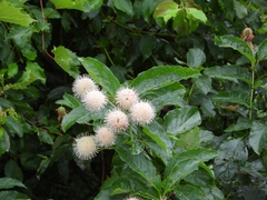 Cephalanthus