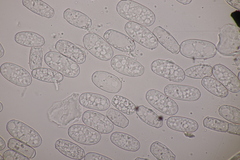 Podosphaera euphorbiae