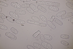 Podosphaera euphorbiae