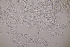 Podosphaera euphorbiae