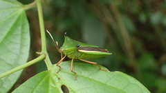 Edessa elaphus