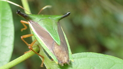 Edessa elaphus