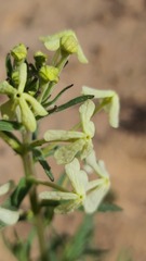 Lyperia tristis