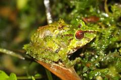 Pristimantis eriphus