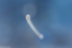 Corythoichthys schultzi