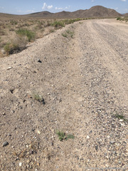 Euphrosyne nevadensis