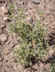 Euphrosyne nevadensis