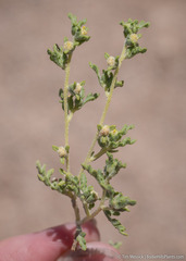 Euphrosyne nevadensis