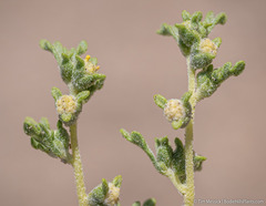 Euphrosyne nevadensis