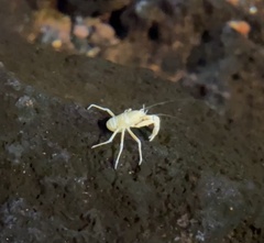 Munidopsis polymorpha