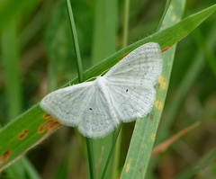 Scopula caricaria