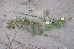Camissoniopsis cheiranthifolia cheiranthifolia