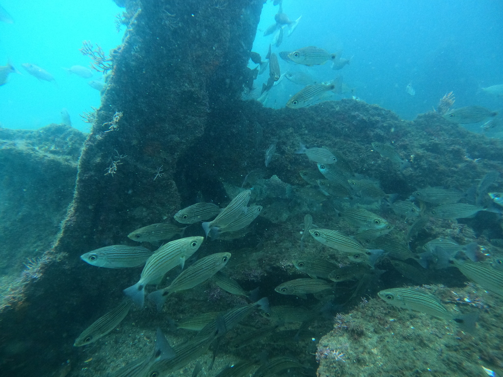 Longfin salema (Xenichthys xanti) — Haemulidae