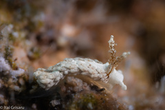 Bulbaeolidia