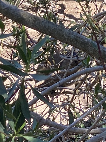 African Penguin