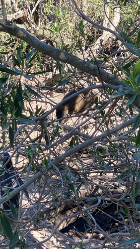 African Penguin