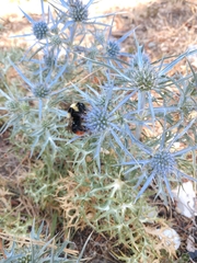 Eryngium amethystinum