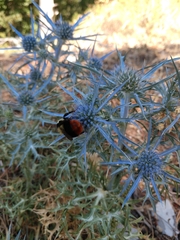 Eryngium amethystinum
