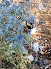 Eryngium amethystinum