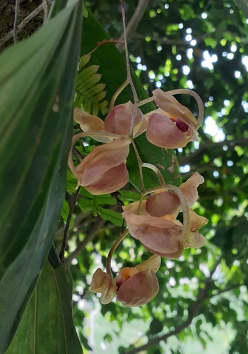 Gongora batemanni