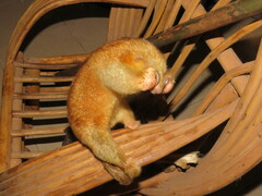 Cyclopes rufus