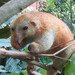 Red Silky Anteater - Photo (c) Vincent A. Vos, some rights reserved (CC BY), uploaded by Vincent A. Vos