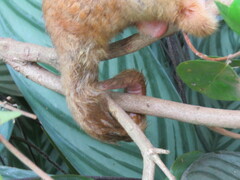 Cyclopes rufus