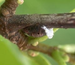 Parthenolecanium corni