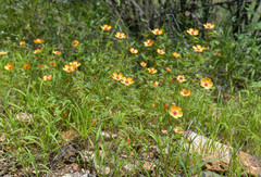 Kallstroemia grandiflora