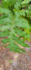 Phlebodium aureum