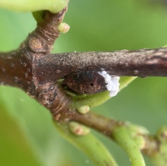 Parthenolecanium corni