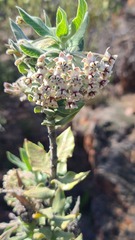 Gomphocarpus cancellatus