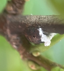 Parthenolecanium corni