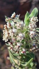 Gomphocarpus cancellatus