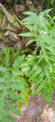 Phlebodium aureum